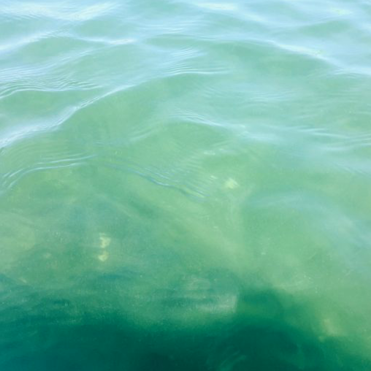 small silver fish in turquoise water